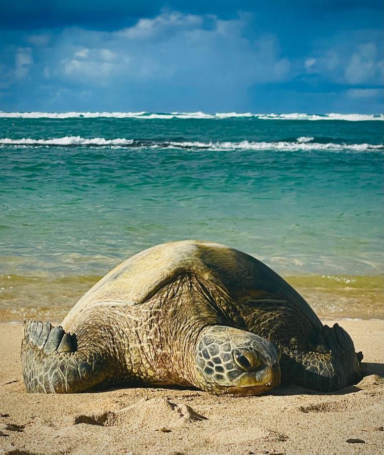 Explore Maui'S Diverse Campgrounds And Uncover The Island'S Beauty From Fresh Perspectives Every Day As You Journey With Aloha Glamp'S Great Jeep Equipped With A Rooftop Tent Paia Dış mekan fotoğraf